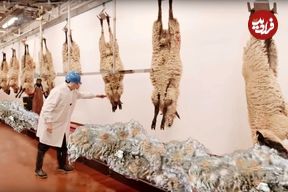 ببییند؛ چگونه پشم گوسفند به لباس تبدیل می‌شود؟