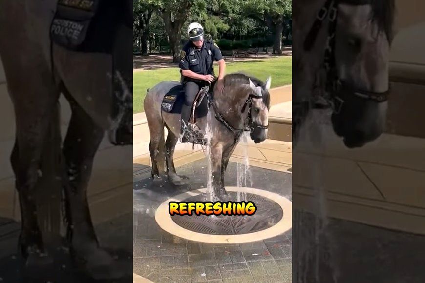 (ویدئو) آب بازی بامزه اسب پلیس در گرمای تابستان