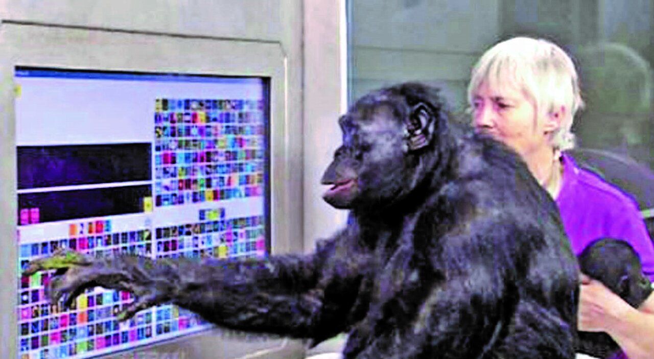 (عکس) مشهورترین میمون‌های دنیا که همکار دانشمندان بودند