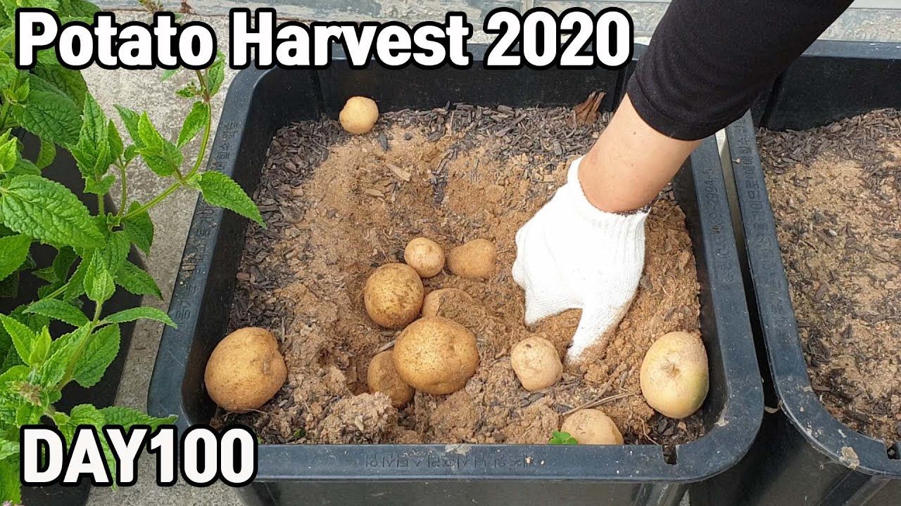(ویدئو) به همین راحتی 5 عدد سیب زمینی در گلدان بکارید و 10 کیلو برداشت کنید