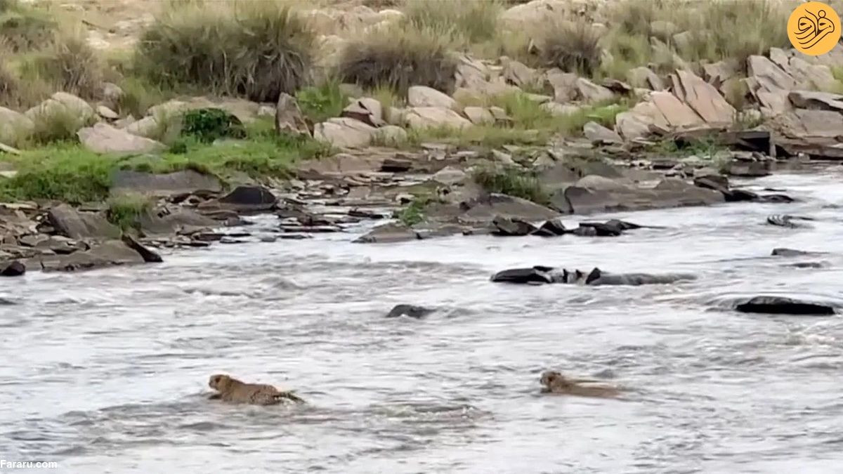 (ویدئو) عبور با ترس و لرز یوزها از رودخانه پر از تمساح