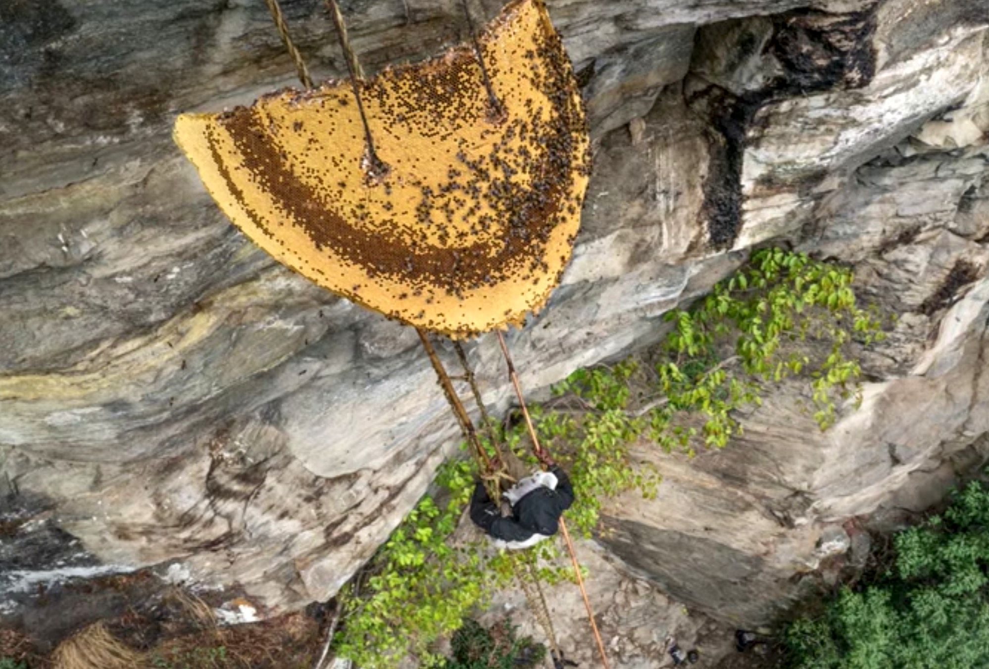 (ویدئو) زندگی در برابر عسل؛ تلاش خطرناک روستایی‌های نپال برای برداشت عسل روی صخره