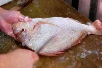 ببینید| غذای خیابانی در ژاپن؛ تهیه سالاد با اختاپوس، ماهی و آووکادو در اوکیناوا