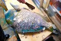 ببینید| غذای خیابانی در ژاپن؛ تهیه دو نوع غذا با ماهی دندان دار در اوکیناوا