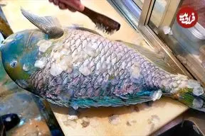 ببینید| غذای خیابانی در ژاپن؛ تهیه دو نوع غذا با ماهی دندان دار در اوکیناوا