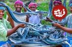 ببینید؛ غذای روستایی در هند؛ پخت خوراک با 100 کیلو سوزن ماهی در طبیعت