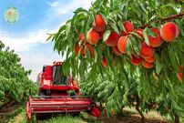 ببینید| چگونه آمریکایی ها هزاران تن هلو را برداشت و فرآوری می کنند؟