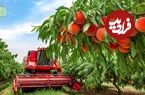 ببینید| چگونه آمریکایی ها هزاران تن هلو را برداشت و فرآوری می کنند؟