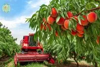 ببینید| چگونه آمریکایی ها هزاران تن هلو را برداشت و فرآوری می کنند؟