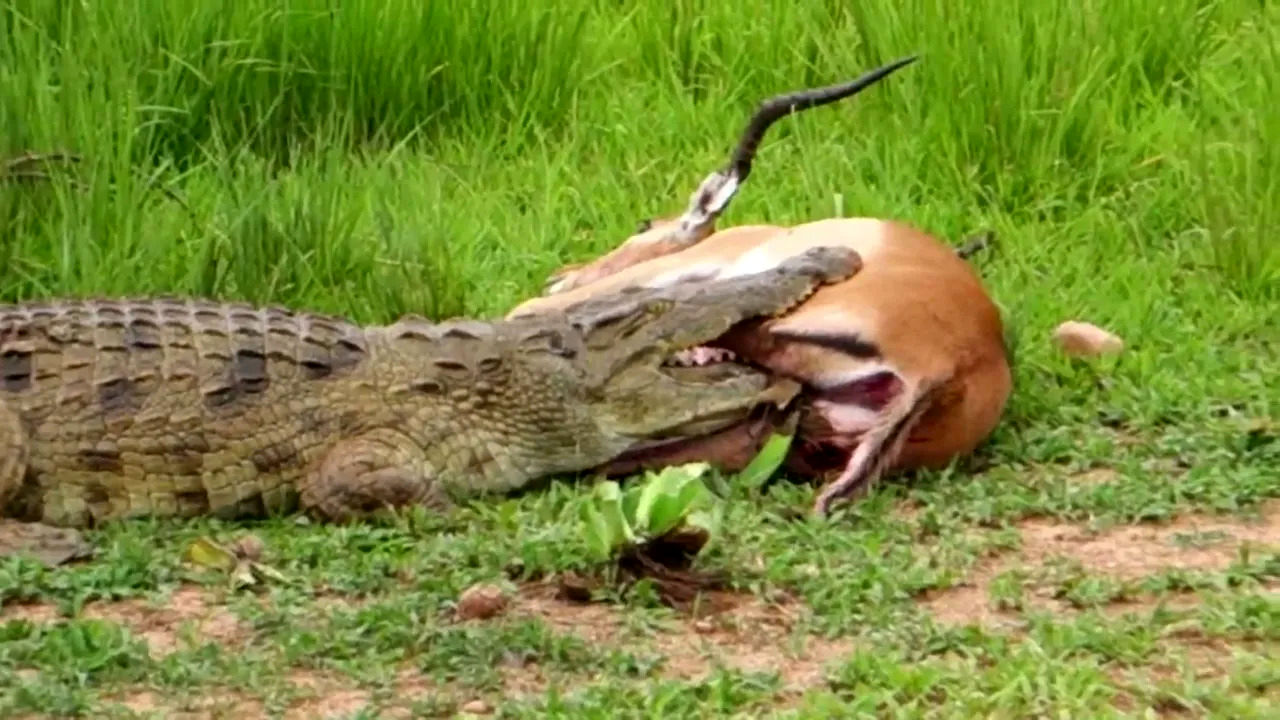 (ویدئو) فرار شگفت انگیز ایمپالا از آرواره های تمساح گرسنه 