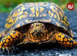 تصاویر؛ آیا لاک‌پشت‌ها می‌توانند سرشان را کامل درون لاکشان فروببرند؟