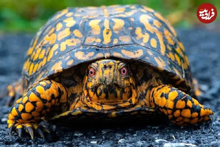 تصاویر؛ آیا لاک‌پشت‌ها می‌توانند سرشان را کامل درون لاکشان فروببرند؟