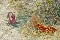 ببینید| وقتی «گراز» حواس پرت وارد دام «پلنگ» می شود!