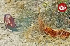 ببینید| وقتی «گراز» حواس پرت وارد دام «پلنگ» می شود!