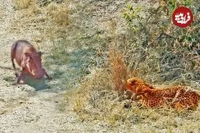 ببینید| وقتی «گراز» حواس پرت وارد دام «پلنگ» می شود!