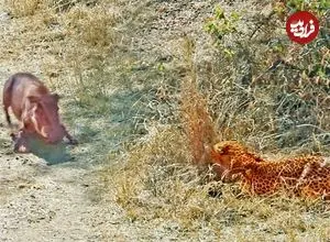 ببینید| وقتی «گراز» حواس پرت وارد دام «پلنگ» می شود!