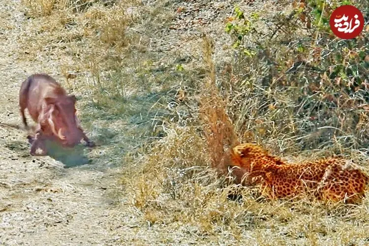 ببینید| وقتی «گراز» حواس پرت وارد دام «پلنگ» می شود!