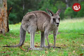 ببینید| کانگورو در پیست دوچرخه‌سواری! 