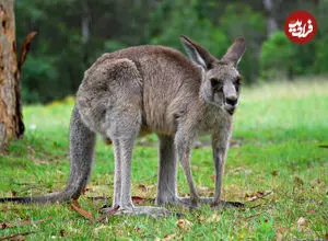 ببینید| کانگورو در پیست دوچرخه‌سواری! 