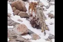 (ویدیو) وحشت سگ در مقابل پلنگ برفی؛ سگ پا به فرار گذاشت