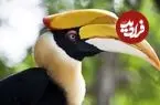 غول 58 کیلویی جنگل + اینفوگرافیک