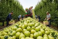 ببینید| نگاهی به مراحل کاشت و برداشت هزاران تن گلابی در باغات کالیفرنیا