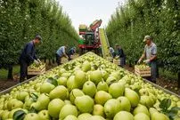ببینید| نگاهی به مراحل کاشت و برداشت هزاران تن گلابی در باغات کالیفرنیا