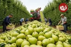 ببینید| نگاهی به مراحل کاشت و برداشت هزاران تن گلابی در باغات کالیفرنیا