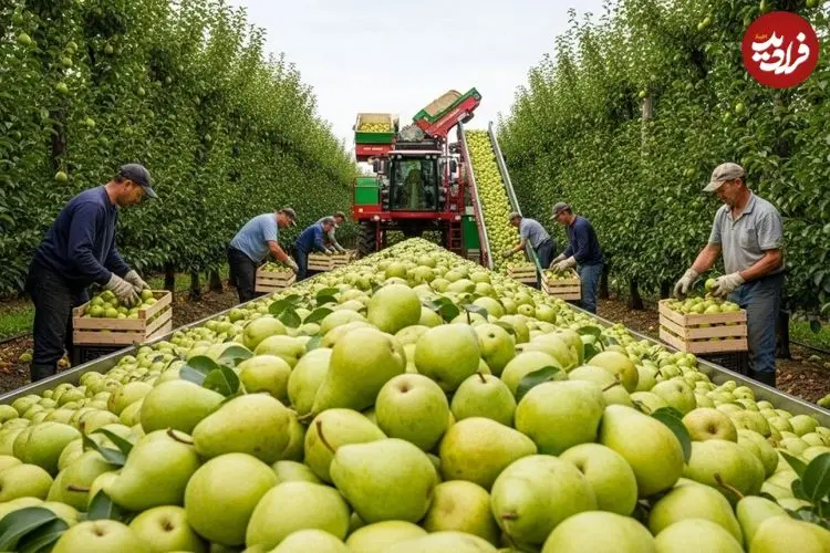 ببینید| نگاهی به مراحل کاشت و برداشت هزاران تن گلابی در باغات کالیفرنیا