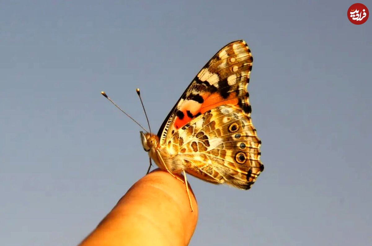 (عکس) این پروانه کوچک رکورد مهاجرت را شکست: ۴۰۰۰ کیلومتر در ۸ روز، یک‌نفس 