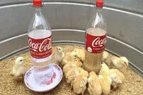(ویدئو) فرآیند ساخت دانخوری و آبخوری برای جوجه و مرغ ها با بطری