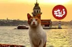 ببینید| گربه‌ای وفادار که هر روز صاحب مغازه را در آغوش می‌گیرد