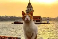 ببینید| گربه‌ای وفادار که هر روز صاحب مغازه را در آغوش می‌گیرد