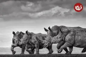 عکس‌های استثنایی حیات وحش در سال 2025