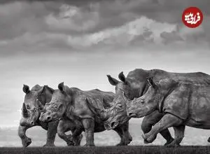 عکس‌های استثنایی حیات وحش در سال 2025