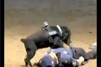 ببینید| سگ پلیس مادرید با اجرای CPR در تمرین، اینترنت را شگفت‌زده کرد