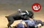ببینید| سگ پلیس مادرید با اجرای CPR در تمرین، اینترنت را شگفت‌زده کرد