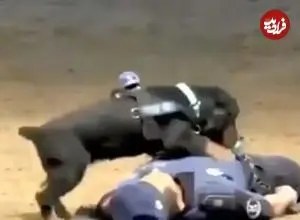 ببینید| سگ پلیس مادرید با اجرای CPR در تمرین، اینترنت را شگفت‌زده کرد