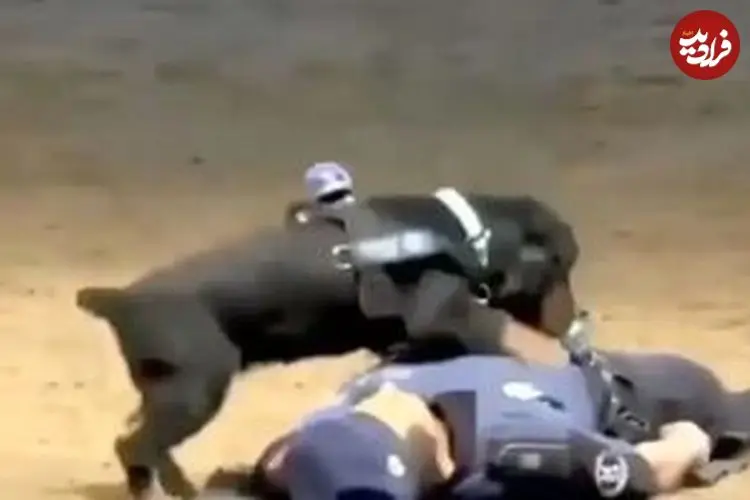 ببینید| سگ پلیس مادرید با اجرای CPR در تمرین، اینترنت را شگفت‌زده کرد