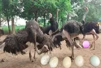 (ویدئو) مزرعه پرورش شتر مرغ و فرایند برداشت تخم غول پیکر شترمرغ