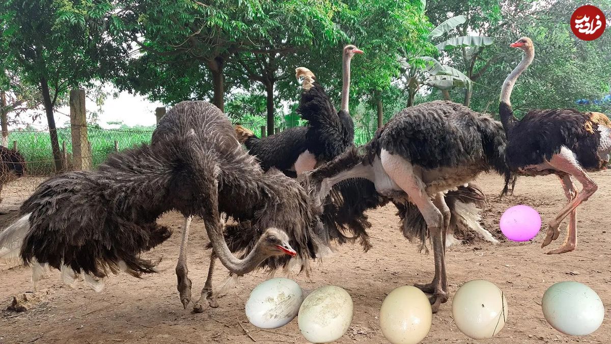 (ویدئو) مزرعه پرورش شتر مرغ و فرایند برداشت تخم غول پیکر شترمرغ