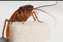 (ویدئو) نگهداری سوسک به عنوان حیوان خانگی با قیمت ۸ تا ۱۵ میلیون تومان!