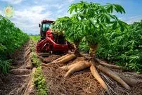 ببینید| چگونه هزاران تن کاساوا در آمریکای جنوبی برداشت و فرآوری می شود؟