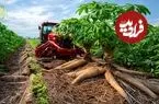ببینید| چگونه هزاران تن کاساوا در آمریکای جنوبی برداشت و فرآوری می شود؟