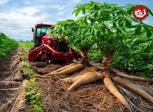 ببینید| چگونه هزاران تن کاساوا در آمریکای جنوبی برداشت و فرآوری می شود؟