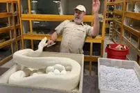 (ویدئو) مزرعه پرورش مارهای بزرگ؛ چالش برداشت 50 تخم ماده مار پیتون سفید نادر