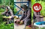 ببینید؛ غذای روستایی در ایران؛ برداشت بادمجان و فلفل از مزرعه و تهیه ترشی هفت بیجار