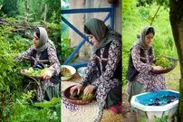 ببینید؛ غذای روستایی در ایران؛ برداشت بادمجان و فلفل از مزرعه و تهیه ترشی هفت بیجار