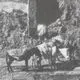 عکس| سفر زمان؛ ساخت و ساز در «عمارت حرم‌خانه» در دوران ناصرالدین شاه