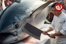 ببینید| برش ماهرانه ماهی تن بلوفین غول پیکر 479 کیلوگرمی در تایوان